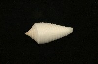 藏品(木乃伊芋螺)的圖片